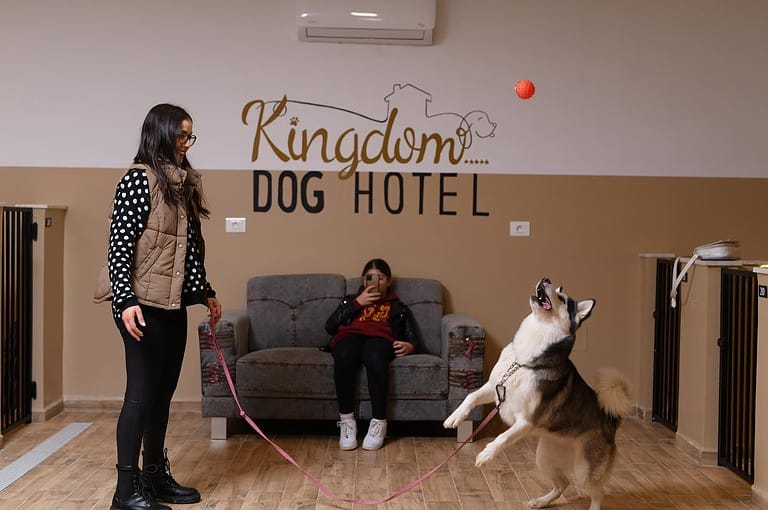 la socialisation avec les autres chiens